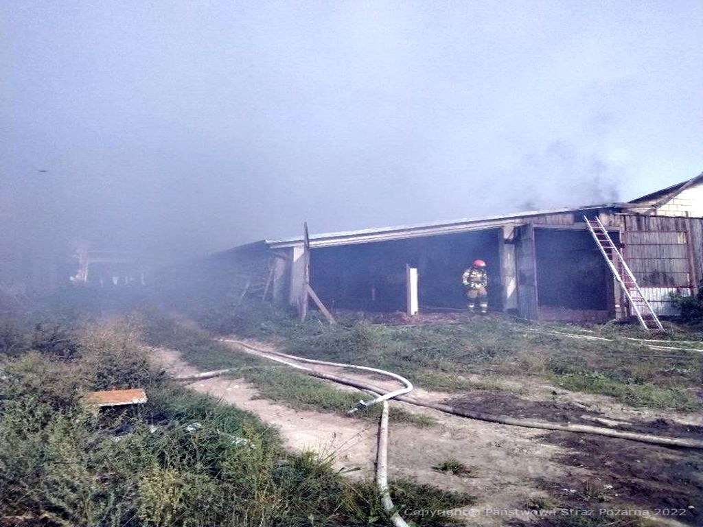 pożar w gospodarstwie, Grabowiec, powiat radzyński, poparzone bydło