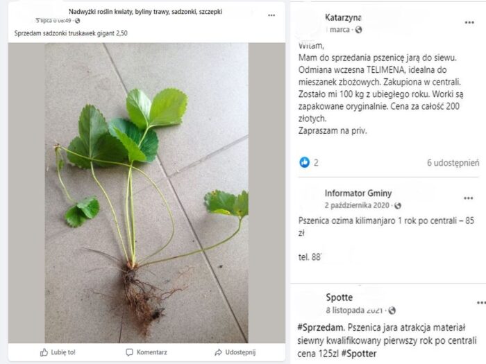 materiał siewny z internetu, PIORiN, sprzedaż nasion, ustawa o nasiennictwie