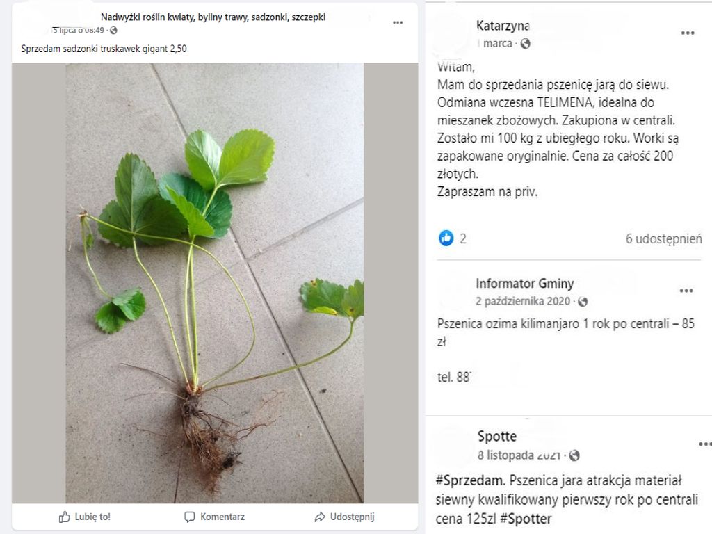 materiał siewny z internetu, PIORiN, sprzedaż nasion, ustawa o nasiennictwie