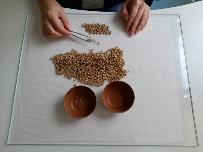 badanie materiału siewnego, PIORiN, pszenica, owies, konopie