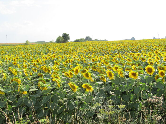 Uprawa słoneczników w Polsce, WIORiN Poznań, Paweł Matuszak, zapylacze