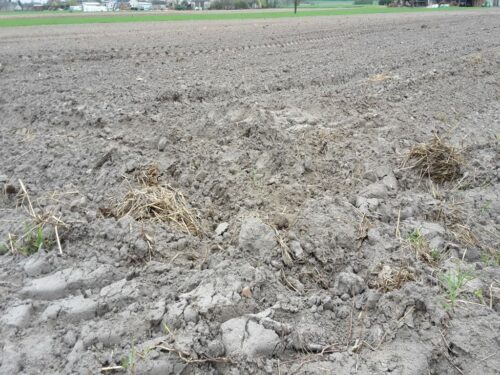 aplikacja suszowa, susza rolnicza, straty z powodu suszy, Lubuska Izba Rolnicza