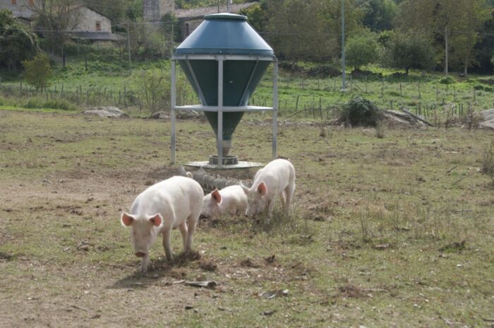 Instytut Ekonomiki Rolnictwa i Gospodarki Żywnościowej, poglowie świń w polsce, trzoda chlewna