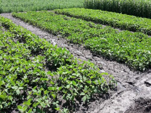 derogacja, produkcja rolna na ugorach, dopłaty bezpośrednie, e-wniosek o dopłaty