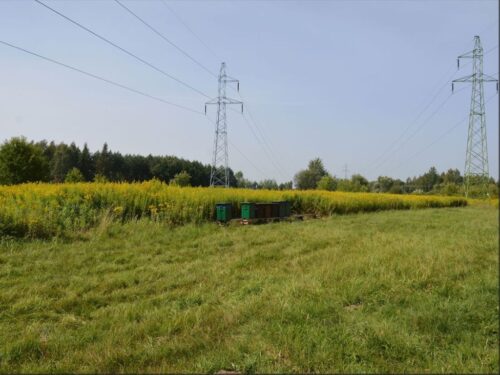 kradzież uli, rodziny pszczele, Tarnobrzeg, osiedle Mokrzyszów, KMP Tarnobrzeg