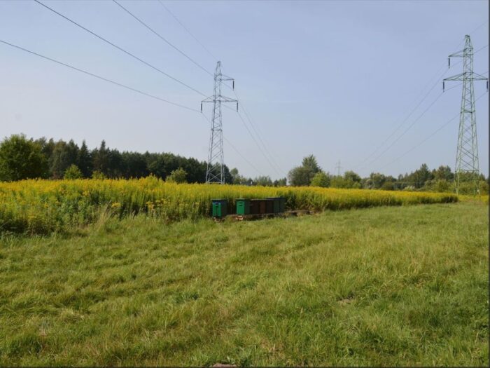 kradzież uli, rodziny pszczele, Tarnobrzeg, osiedle Mokrzyszów, KMP Tarnobrzeg