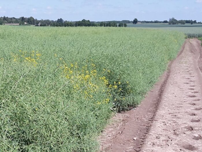 ekoschemat "Rolnictwo węglowe" , KRIR, praktyai "Zróżnicowana struktura upraw