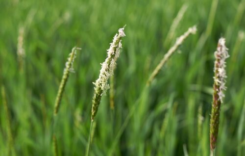odchwaszczanie użytków zielonych, odchwaszczanie łąk, fluroksypyr, trichlopyr, ochrona łąk i pastwisk