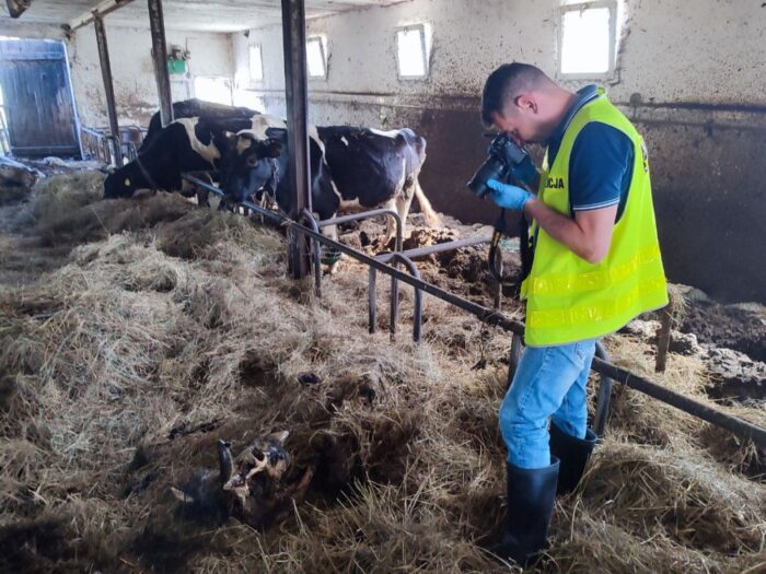 zaniedbane bydło, gmina zabrodzie