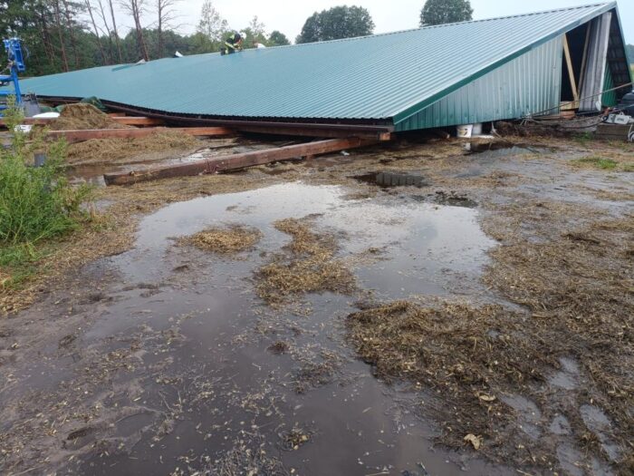 łążek, zawalony dach, krowy