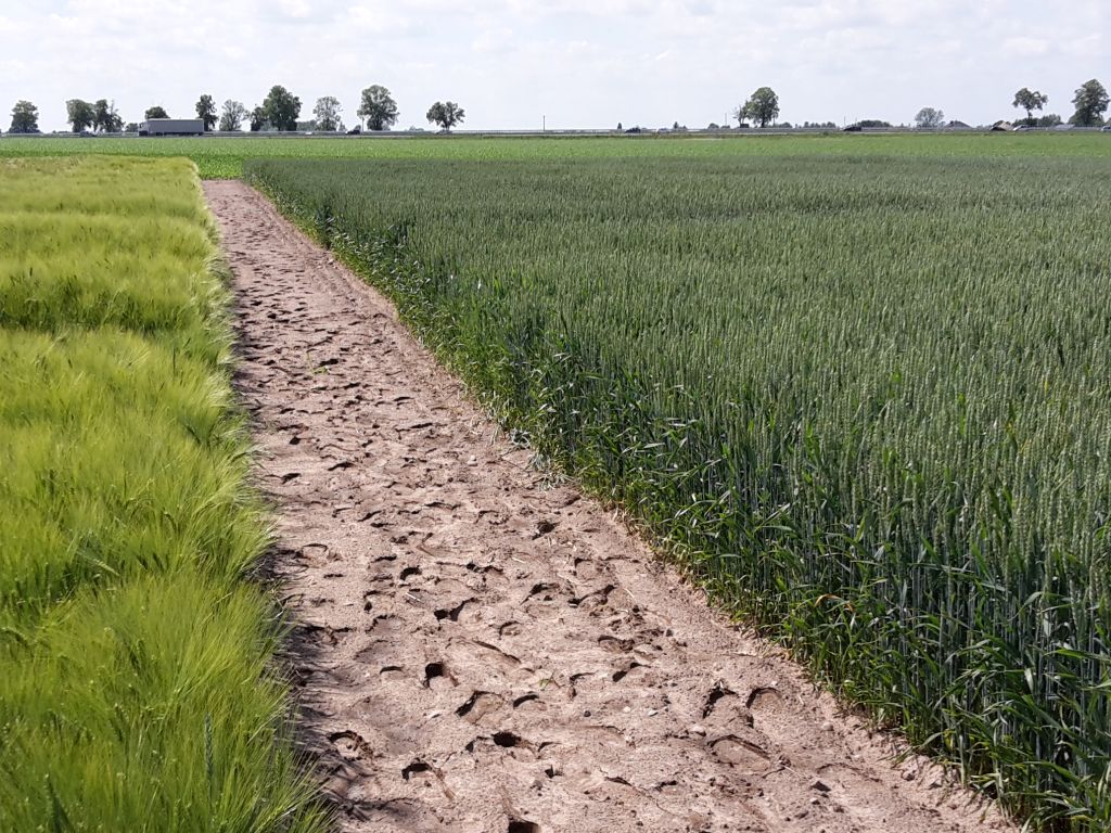 zboza_zbiory_prognozy_ierigz