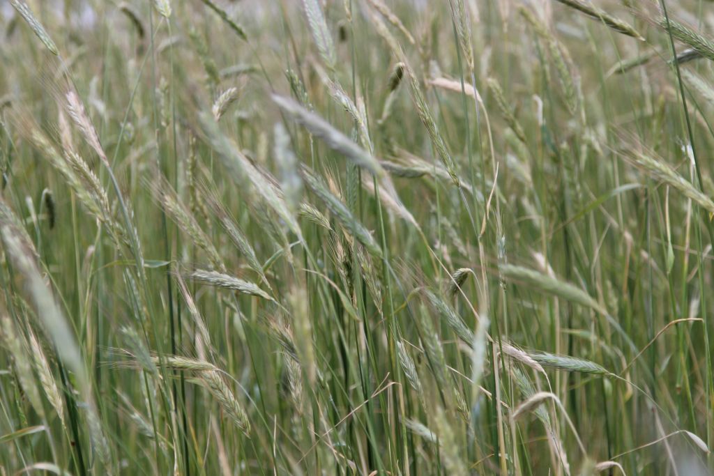 zboża, ceny zbóż, pszenica, żyto, krzysztof jurgiel, ministerstwo rolnictwa