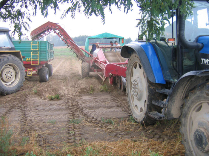 ziemniaki, przyczepa, kombain, ludzie