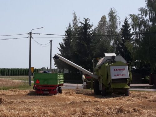 zbiory zbóż szacunki GUS, zboża podstawowe, mieszanki zbożowe