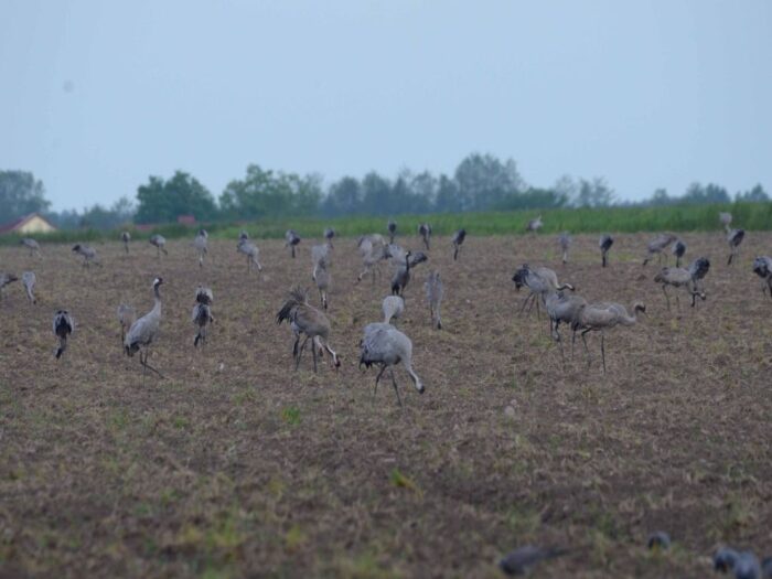 odszkodowania za straty wyrządzane przez ptaki, ptaki na polach, Adam Guibourgé-Czetwertyński
