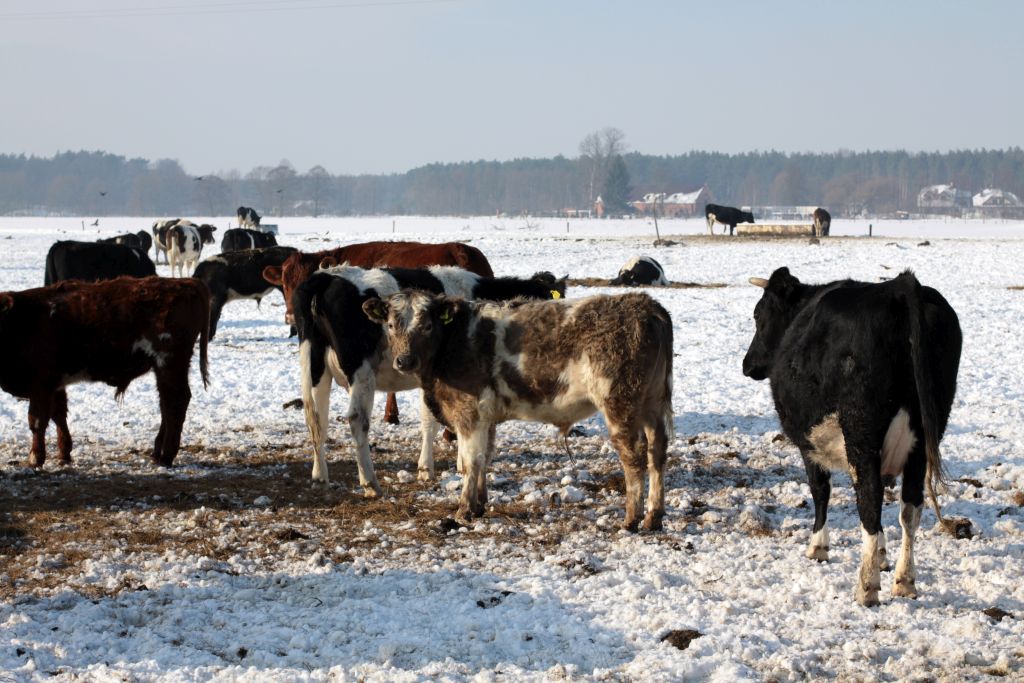 brazylia, ekport mięsa, wołowina, drób