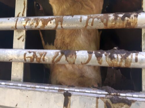 transport byków, autostrada A4, WITD Katowice, lekarz weterynarii