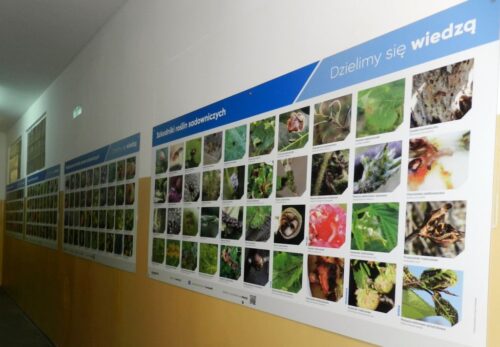 Corteva Agriscience, kampania edukacyjna, Dzielimy się wiedzą, rośliny, ochrona roślin, kiszonka z kukurydzy, bydło