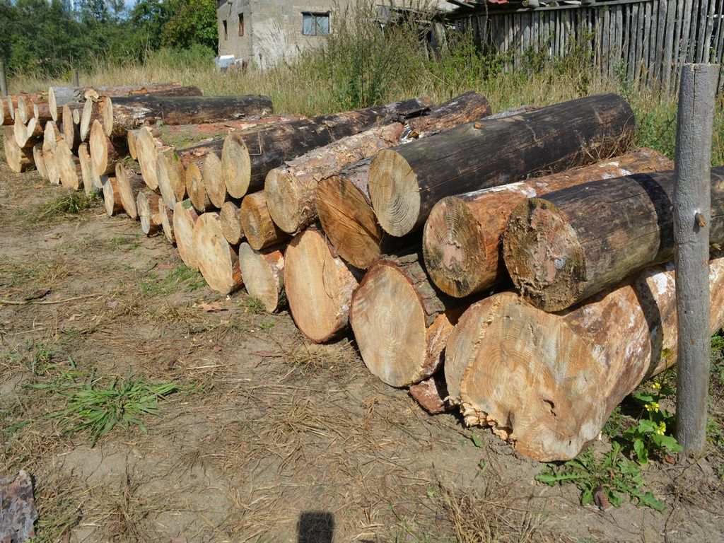 kradzież drewna, gmina Piotrków Kujawski, Chęciny, Marcin Krasucki