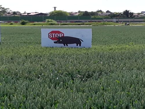 szkody, rolnicy, straty, prawo, przepisy, Prawo łowieckie, PIR, protest
