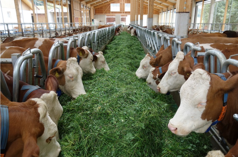 Feedstar, Agrotech Junoszyn, automatyczne żywienie krów, TMR, krowy mleczne, taśma, mieszalnik paszy, pasza resztkowa