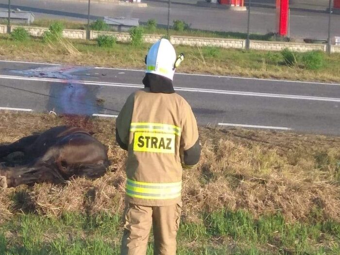 Koń padł po zderzeniu z autem, Czerśl , powiat łukowski, OSP Dąbie