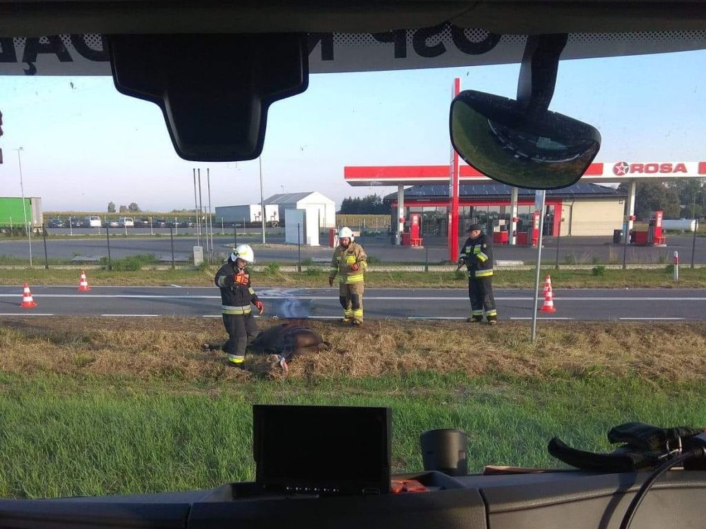 Koń padł po zderzeniu z autem, Czerśl , powiat łukowski, OSP Dąbie