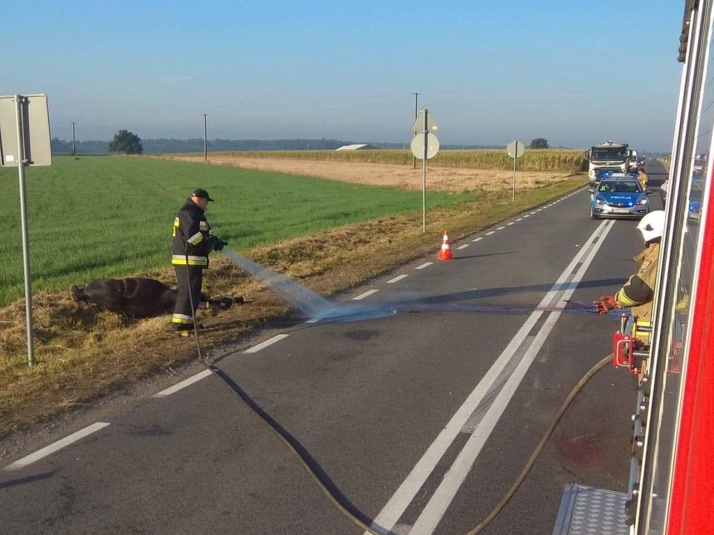 Koń padł po zderzeniu z autem, Czerśl , powiat łukowski, OSP Dąbie
