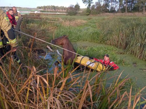 koń, straż pożarna, koń w rzece