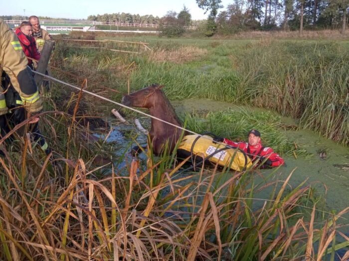 koń, straż pożarna, koń w rzece