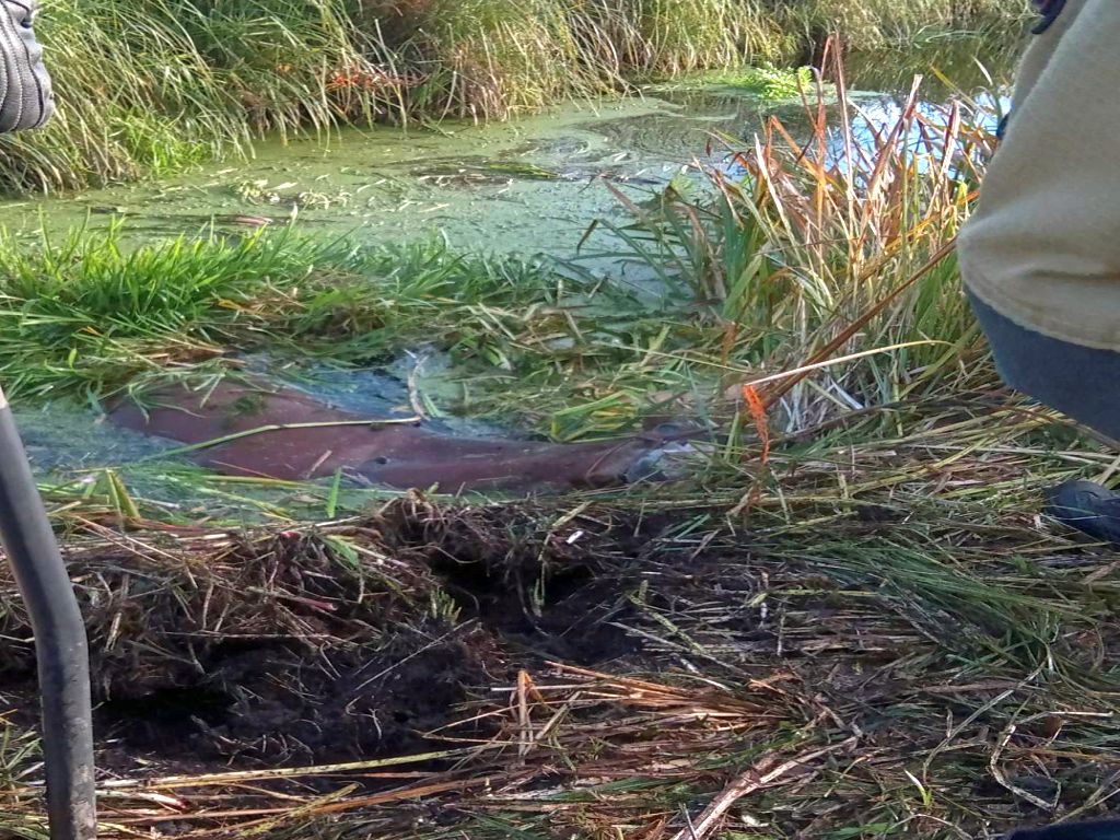 koń, straż pożarna, koń w rzece