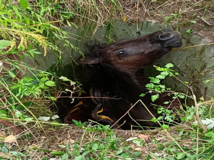 koń wpadł wpadł do studzienki kanalizacyjnej, KM PSP Zabrze, Zabrze