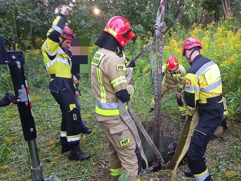 koń wpadł wpadł do studzienki kanalizacyjnej, KM PSP Zabrze, Zabrze