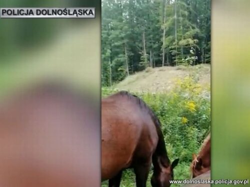 konie na drdze, Świdnica, Wałbrzych, Magdalena Ząbek