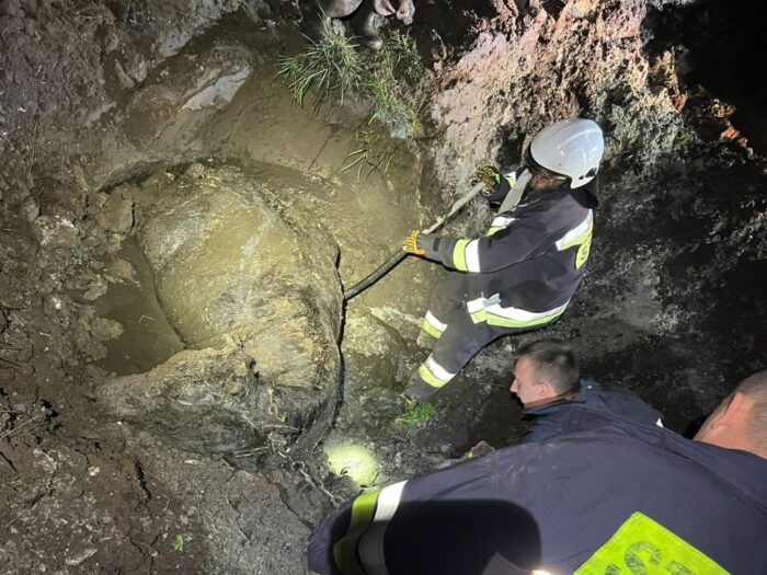 krowa utknęła w błocie, Milików, powiat bolesławiecki, OSP Nowogrodziec