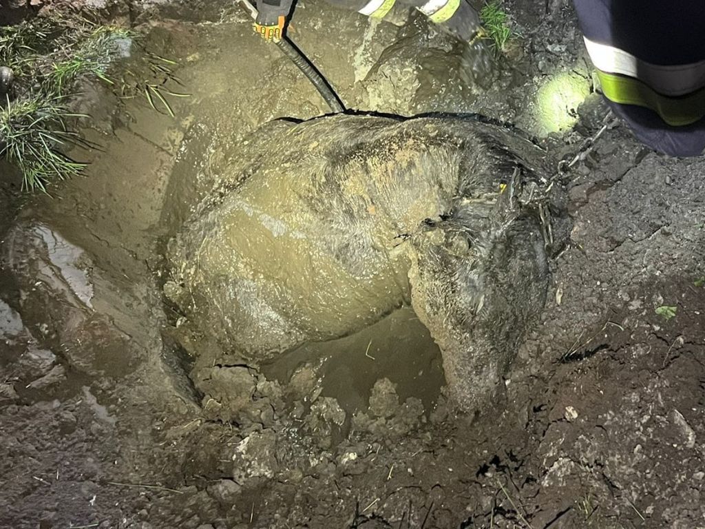 krowa utknęła w błocie, Milików, powiat bolesławiecki, OSP Nowogrodziec