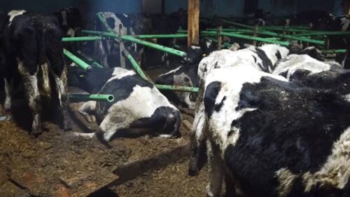 korowy pogłowie obora