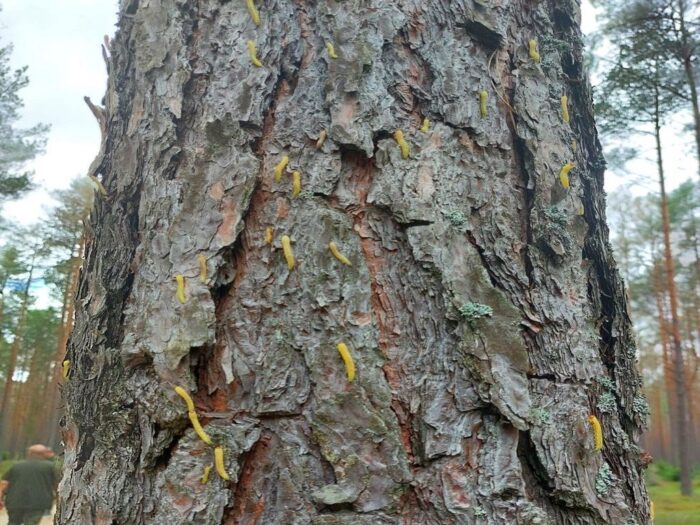 Nadleśnictwo Ostrołęka, leśnictwo, szkody od żerów owadzich, borecznik sosnowiec