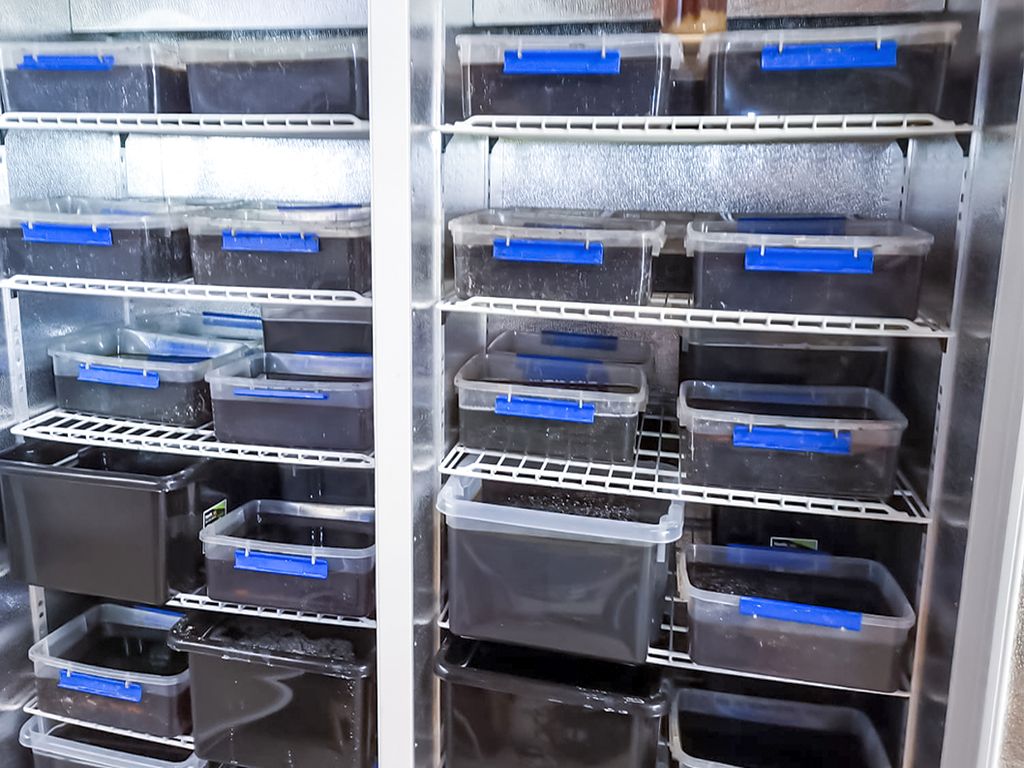 produkcja narkotyków w gospodarstwie, Piotrków Trybunalski, CBŚP