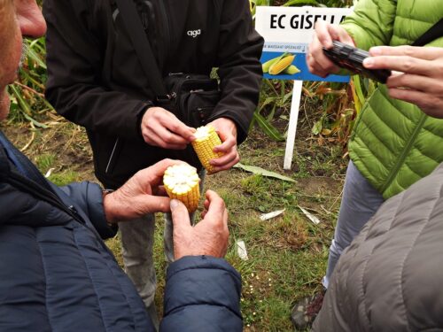 Dzień kukurydzy i sorga w Osinach, powiat puławski, Paweł Bereś, Dorota Pikuła, Tadeusz Michalski