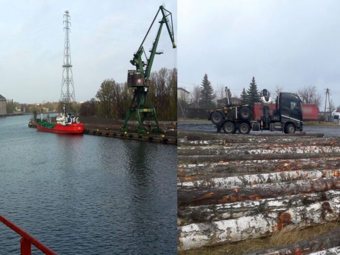Lasy Państwowe, wywóz drewna z Polski, port w Gdańsku, wycinka drzew