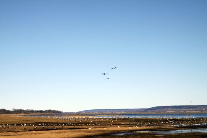HPAI, grypa ptaków, ognisko HPAI, Inspekcja Weterynaryjna, hodowcy drobiu, bioasekuracja, H5N1, Krzysztof Śmietanka