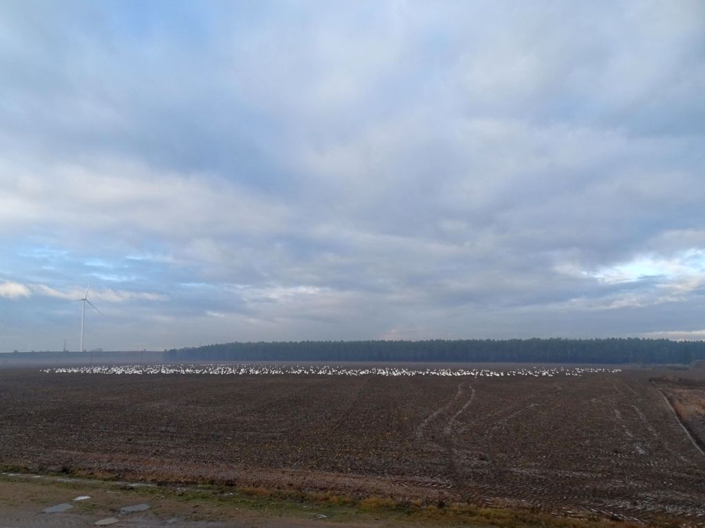 straty spowodowane przez ptaki, ptaki żerują na polach, Ministerstwo Klimatu i Środowiska, KRIR