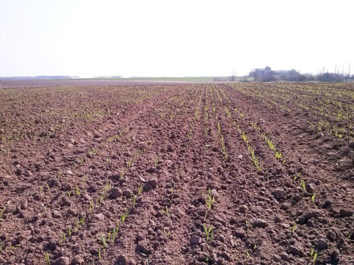 siew, materiał siewny, właściwa obsada roślin, kiełkowanie roślin, normy wysiewu