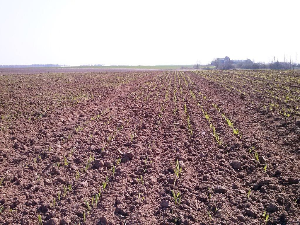 siew, materiał siewny, właściwa obsada roślin, kiełkowanie roślin, normy wysiewu