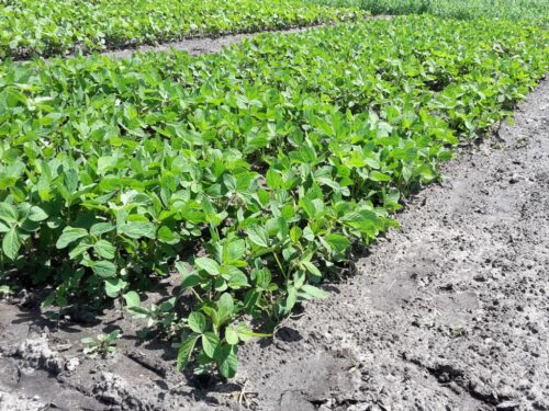 soja, pole, plantacja