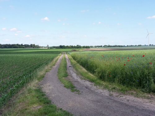 ugory, Krzysztof Ciecórka, wymogi warunkowości, PZPRZ