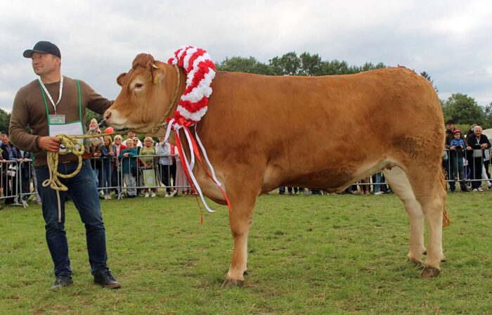 V Krajowa Wystawa Bydła Mięsnego, PZHiPBM, jałowice, buhaje, krowa z cielętami, cielęta, bydło mięsne, wołowina