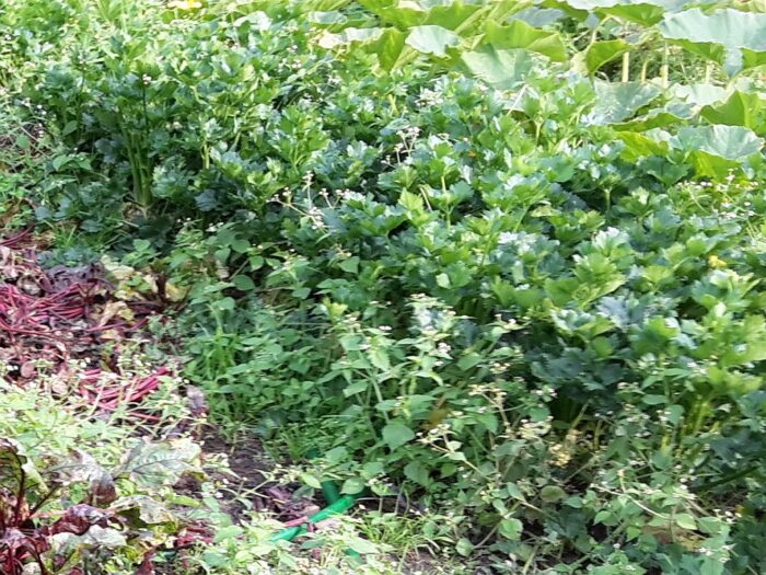 biologiczne środki ochrony roślin, matryca VAT, BioForum, stymulatory wzrostu