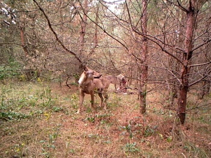 ataki wilków, gmina Różan, Nadleśnictwo Pułtusk, Piotr Świderski